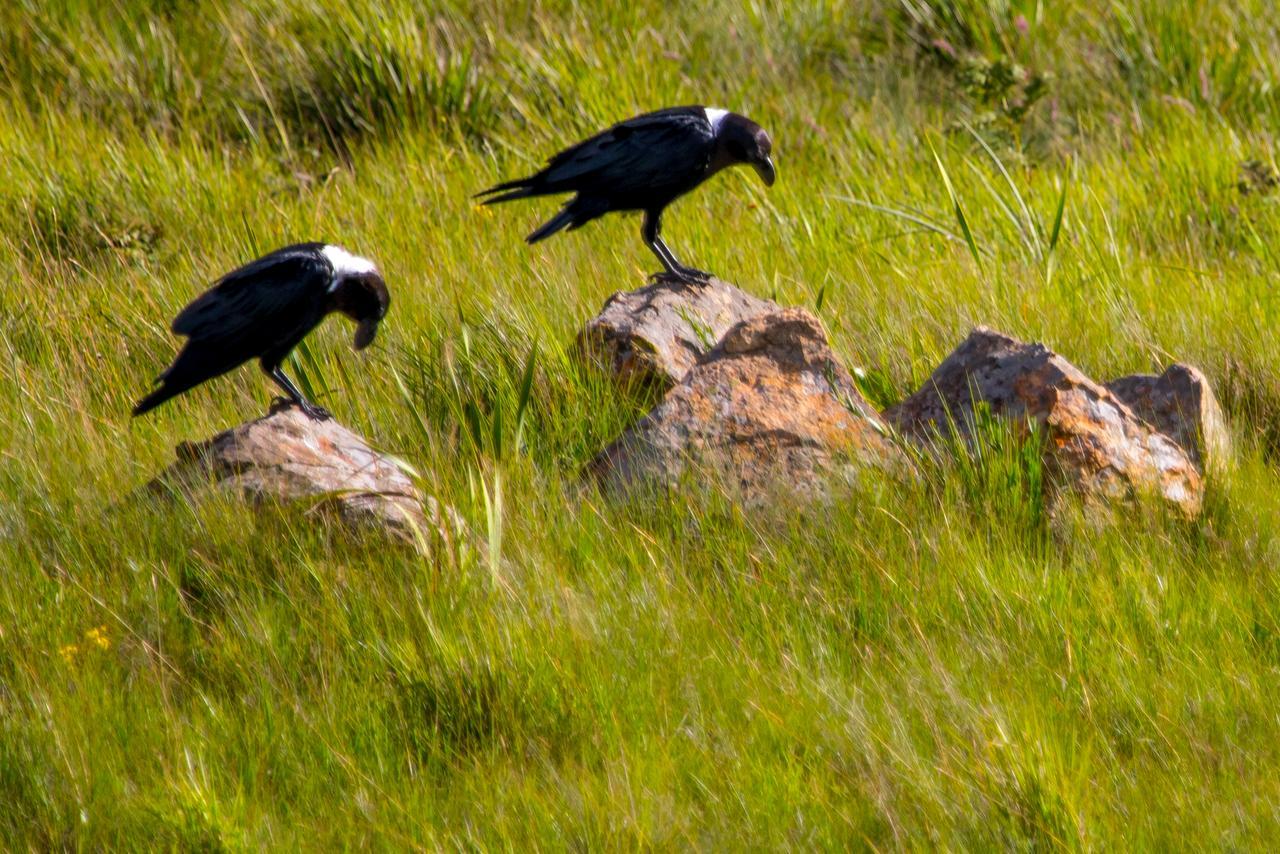 Greenfire Drakensberg Lodge Bonjaneni Buitenkant foto